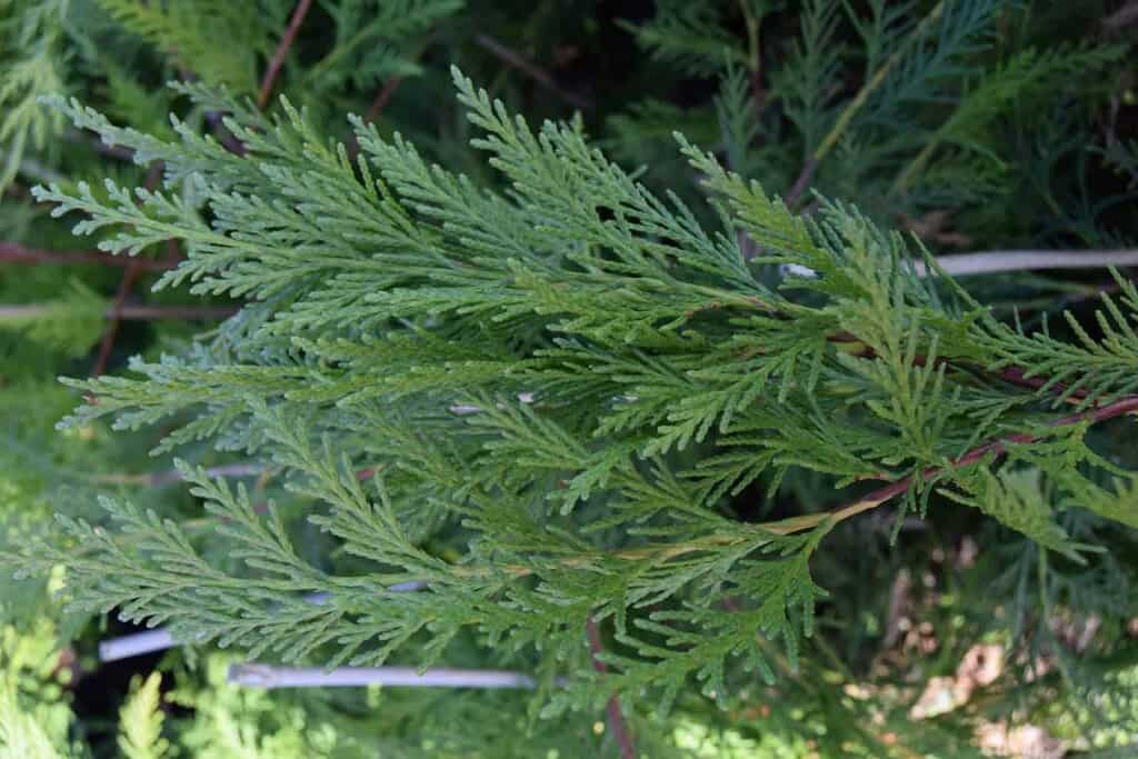 x Cuprocyparis leylandii 60-80 cm